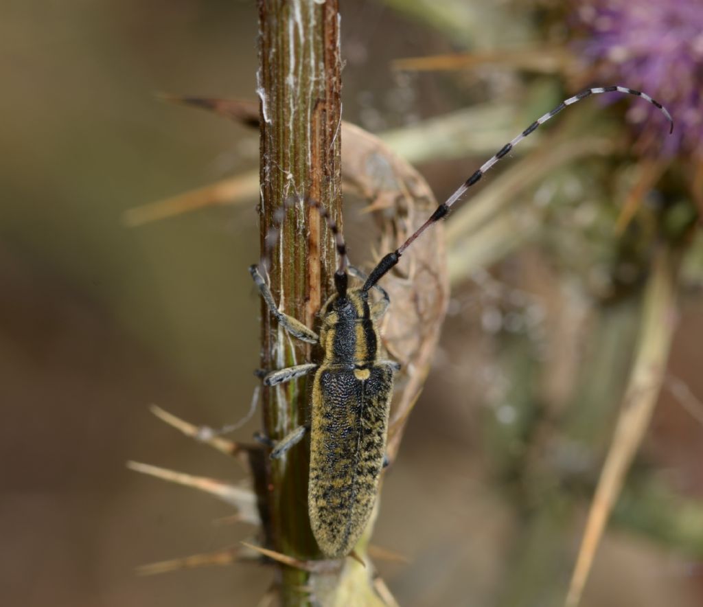 Cerambycidae: Agapanthia? Sì, Agapanthia sicula malmerendii